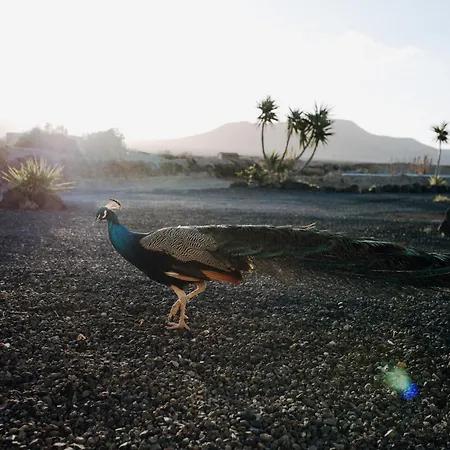 Surf & Yoga Retreats Fuerteventura Resort *