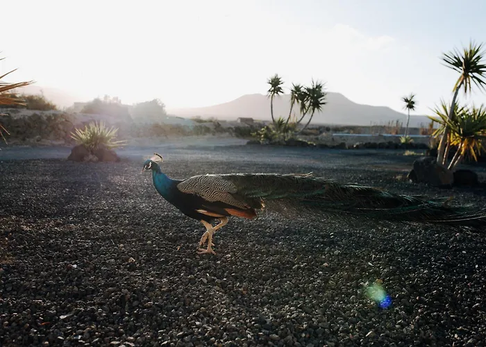 Surf & Yoga Retreats Fuerteventura Resort *